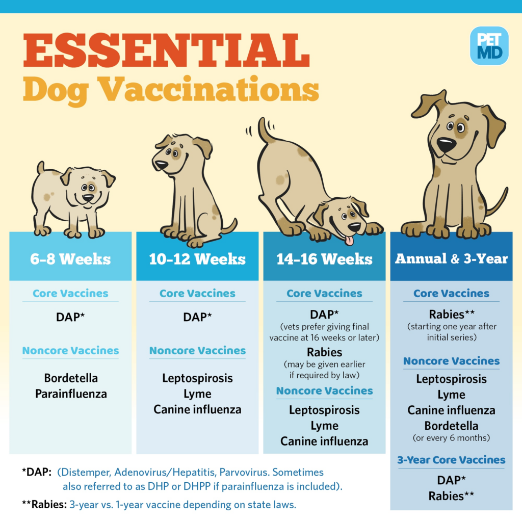 Basic Vaccine Schedule For Dogs PetMD - Dog Vaccination Chart Printable