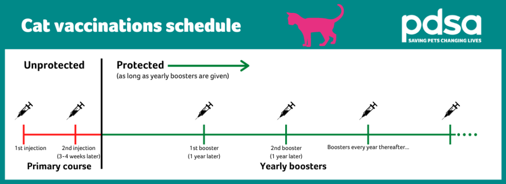 Cat And Kitten Vaccinations PDSA - Printable Cat Vaccination Chart