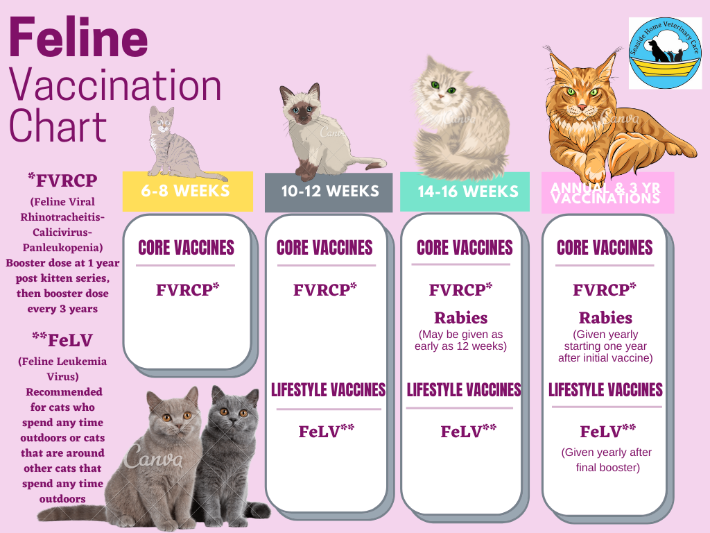 CAT VACCINATION INFORMATION Seaside Home Veterinary Care - Pet Vaccinations Printable