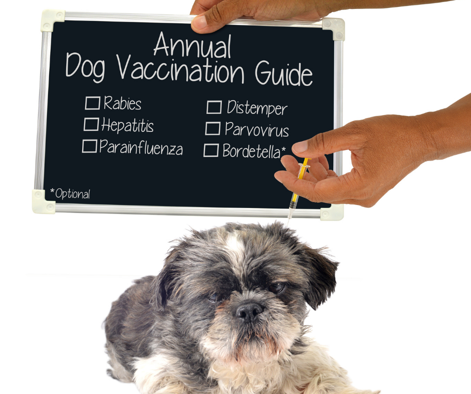 DHPP Vaccine The 5 in 1 All Dogs Need I Love Veterinary - Dog Vaccines Record Printable Image