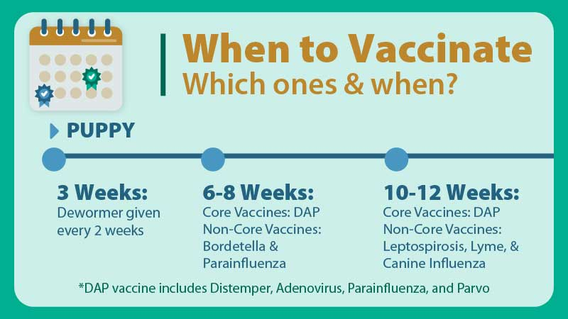 Dog And Puppy Vaccination Schedule When To Get What Shots - Dog Vaccine Schedule Printable