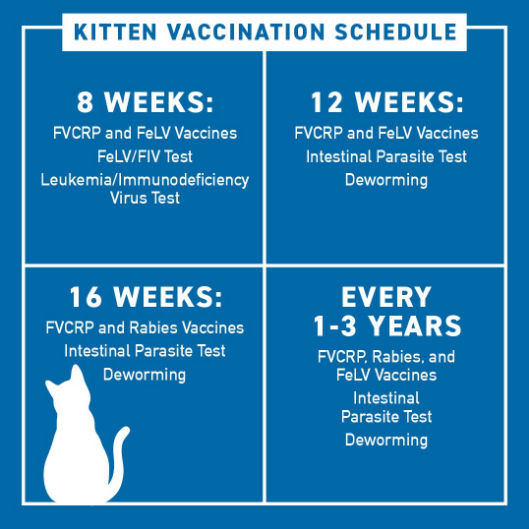 How Much Does It Cost To Vaccinate A Cat Low Cost Cat Vaccinations - Kitten Vaccine Printable