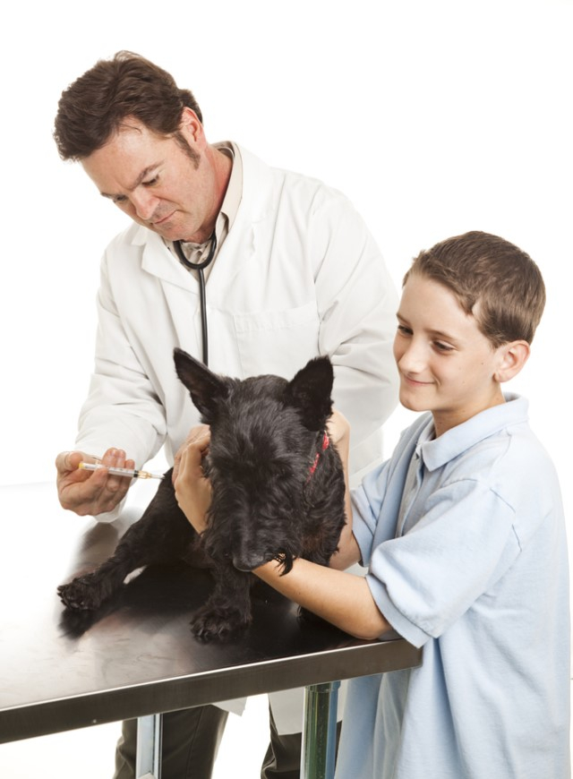 Importance Of Vaccinations Doggie Dolittle - Doggy Passport Weight Vaccinations Printable