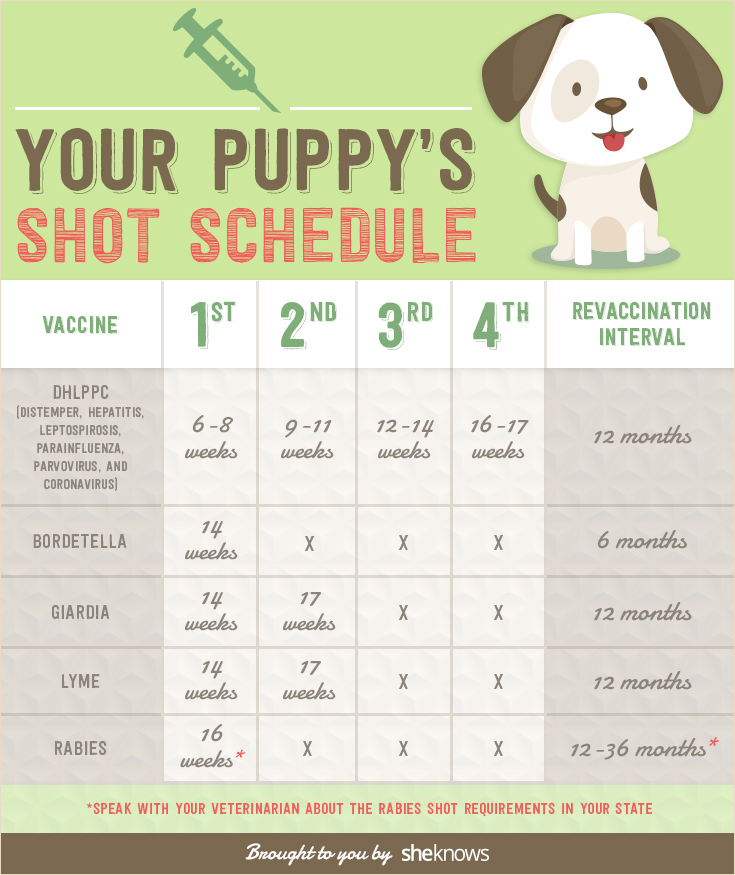 Keep Your Puppy Healthy With This Vaccination Schedule INFOGRAPHIC  - Puppy Vaccine Chart Printable