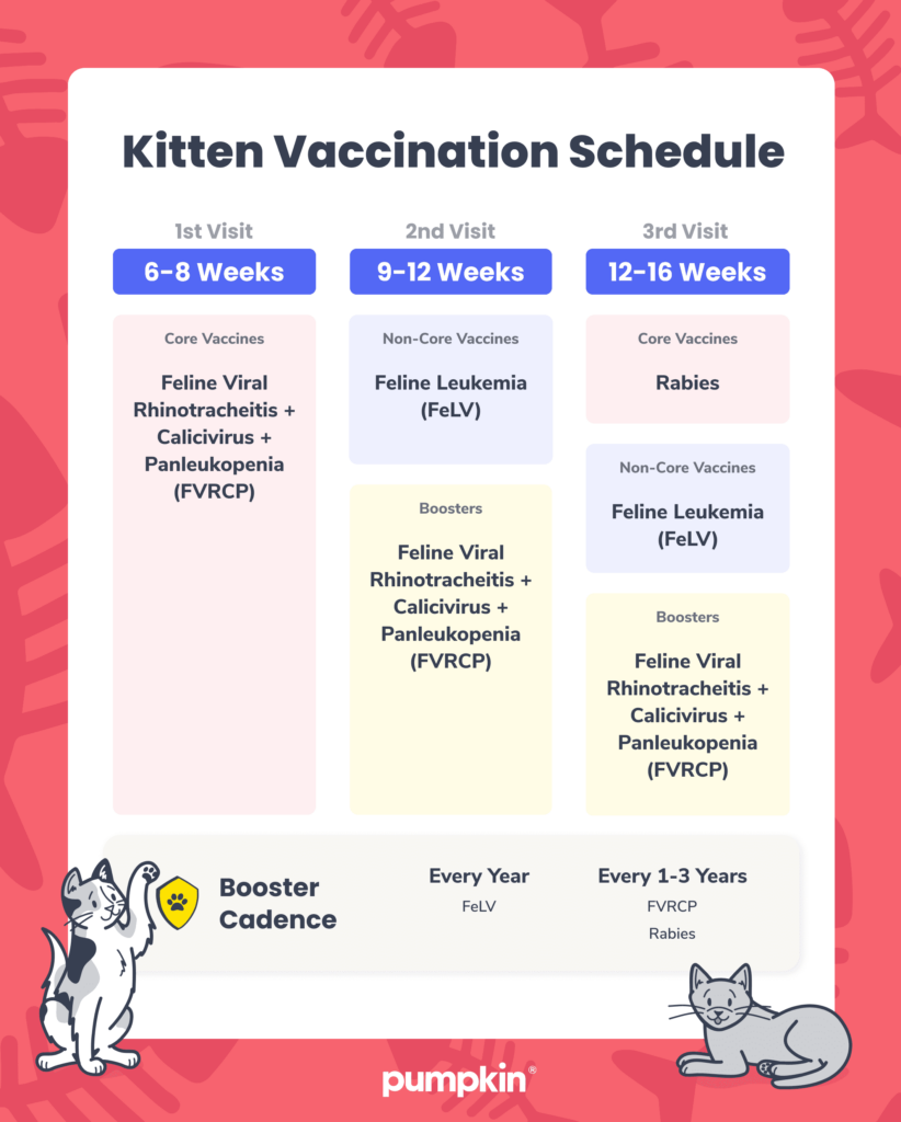 Kitten Vaccination Schedule A Guide For New Cat Owners Pumpkin  - Kitten Vaccine Schedule Printable