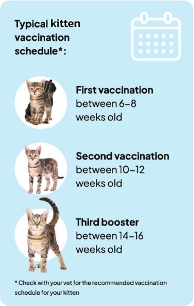 Kitten Vaccinations Spearwood Veterinary Hospital - Kitten Vaccine Schedule Printable