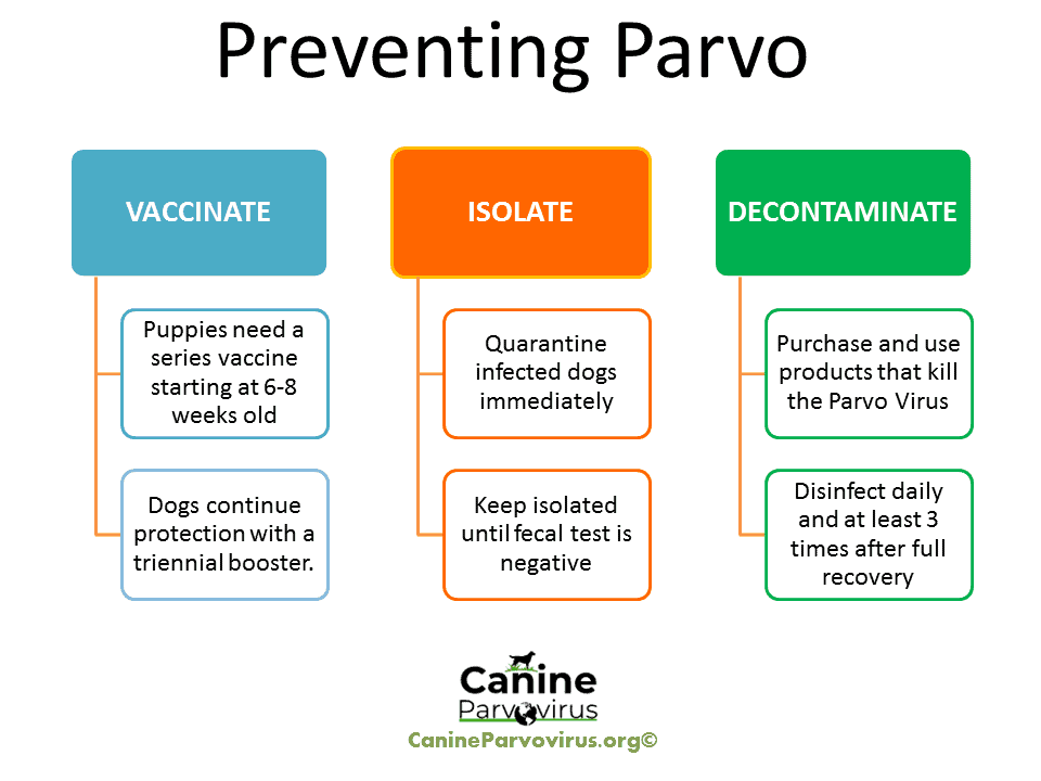 Parvo Prevention Canine Parvovirus Vaccinate Isolate Decontaminate - Printable Owner Given Canine Vaccination