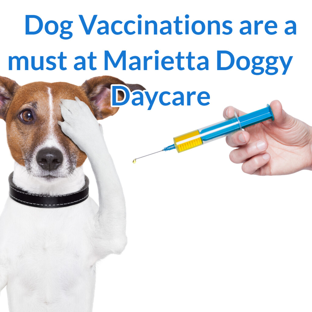 Pet Vaccinations Marietta s Best Doggie Daycare  - Doggy Weight Vaccinations Printable