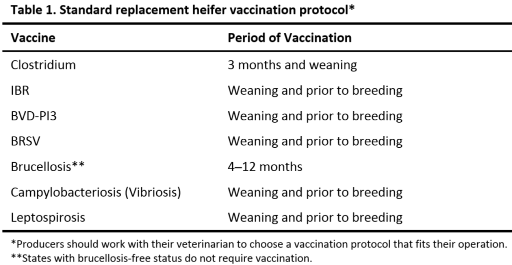 Prebreeding Management For Successful Development Of Beef Replacement  - Printable Cattle Vaccination Chart