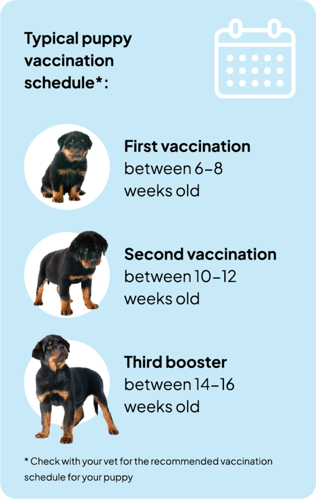 Puppy Vaccinations Knox Veterinary Clinic - Doggy Passport Weight Vaccinations Printable