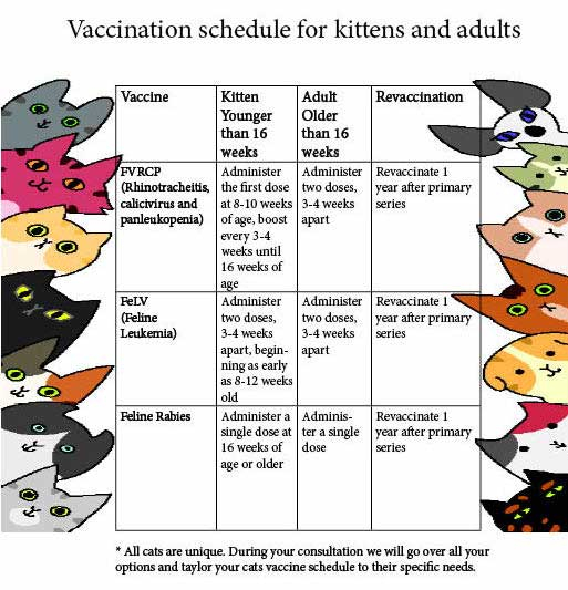 Vaccinations - Printable Cat Vaccination Chart