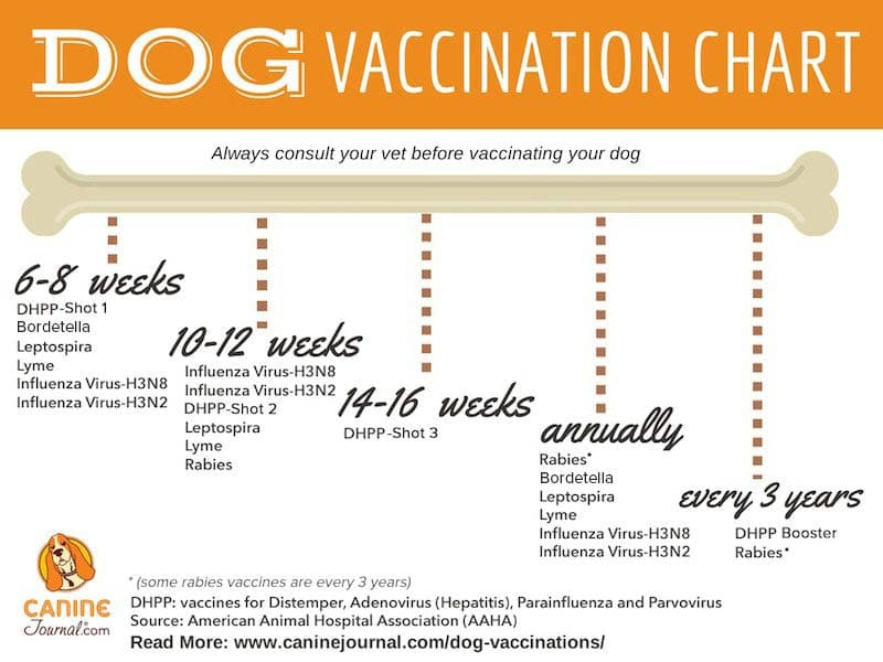 Which Dog Vaccinations Are Necessary Canine Journal - Dog Vaccination Chart Printable