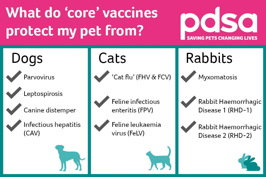 Why Vaccinating Your Pet Is Important PDSA - Printable Vaccination Chart For Puppies